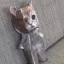 Emoji sadcat
