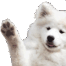 Emoji CRDDogWave