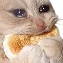 Emoji catsad