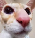 Emoji gato
