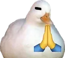 Emoji duck_pray