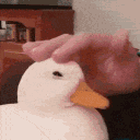 Emoji EW_duckpet