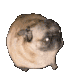 Emoji doggiedance
