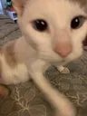 Emoji cat46