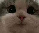 Emoji cat47