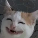 Emoji cat47