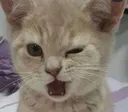 Emoji cat49
