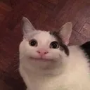 Emoji cat51
