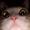Emoji Cat_Won