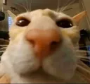 Emoji EKI_cat