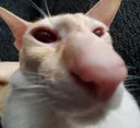 Emoji EKI_cat