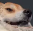 Emoji doggros