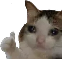 Emoji Sad_Cat_Thumbs_Up