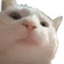 Emoji y_whats_here