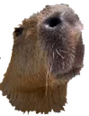 Emoji capy