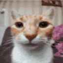 Emoji cat_bug