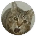 Emoji 60_Cat4