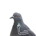 Emoji 6_Pigeon2