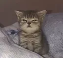 Emoji 1887catwtf2
