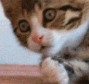 Emoji 6158omgshockedcat