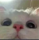 Emoji cat