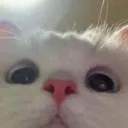 Emoji MIAOU