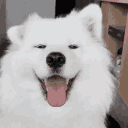 Emoji funnyanimalsdog