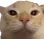 Emoji cat